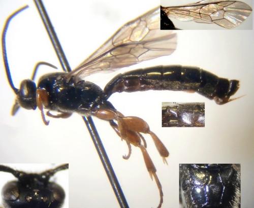 Réf. 246 321 : Exochus sp.